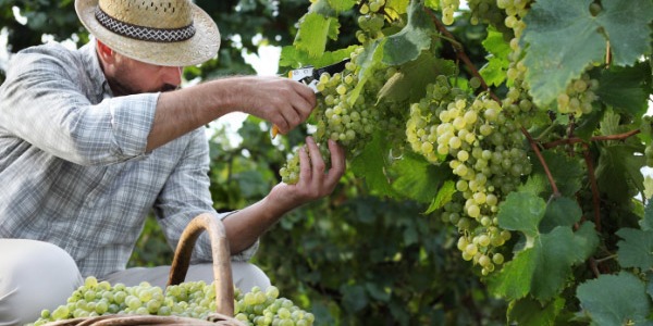 Migliori forbici per vigneti: guida all'acquisto
