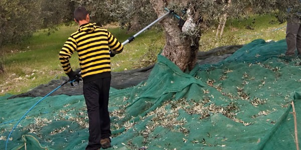 Guida alla scelta dei migliori accessori per la raccolta delle olive