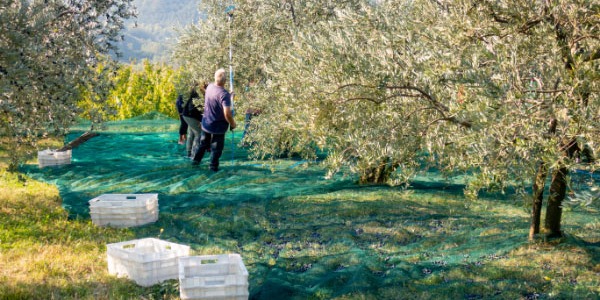 Come scegliere il miglior compressore per la raccolta delle olive