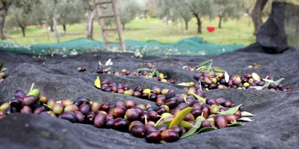 Come scegliere i migliori accessori per la raccolta delle olive