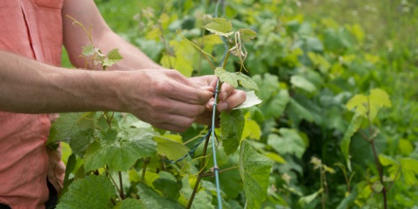 Guida alla scelta della migliore legatrice per vigneto