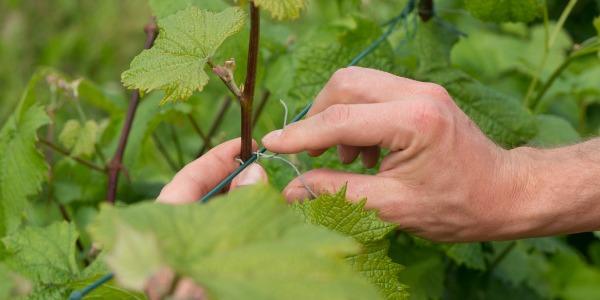 Le caratteristiche della miglior legatrice per vigneto professionale: guida alla scelta