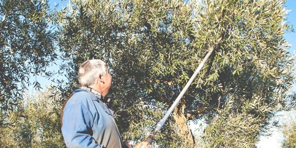 Come scegliere l'asta di prolunga per il potatore elettrico